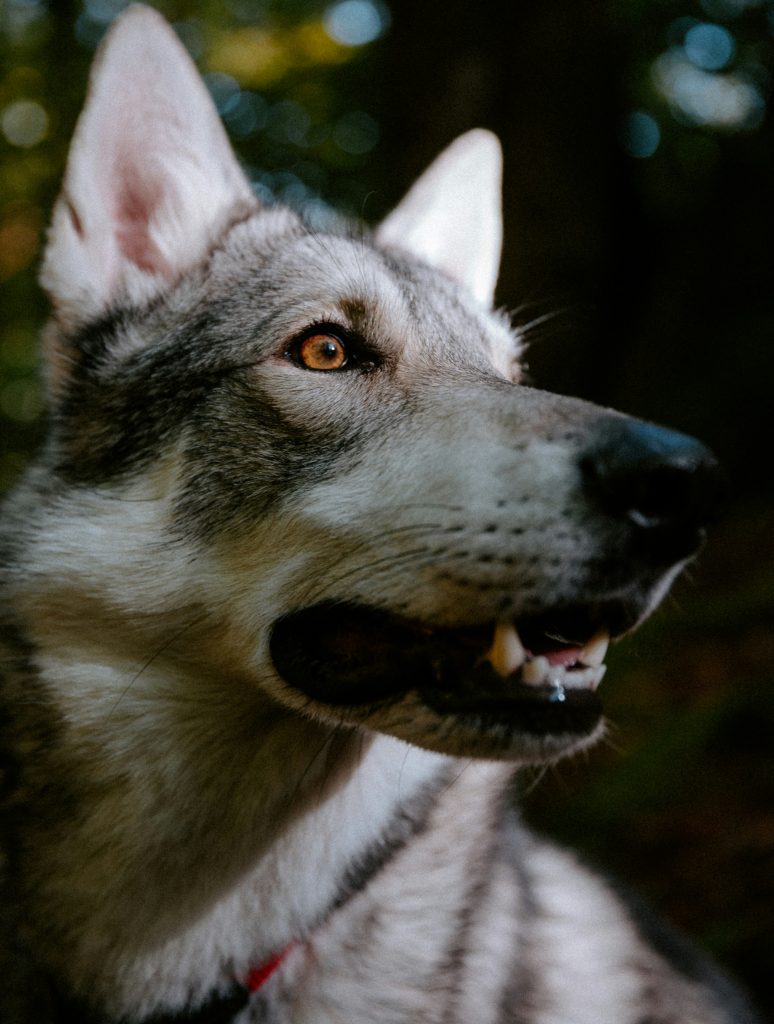 Hilfe, mein Hund hat Angst vor anderen Hunden