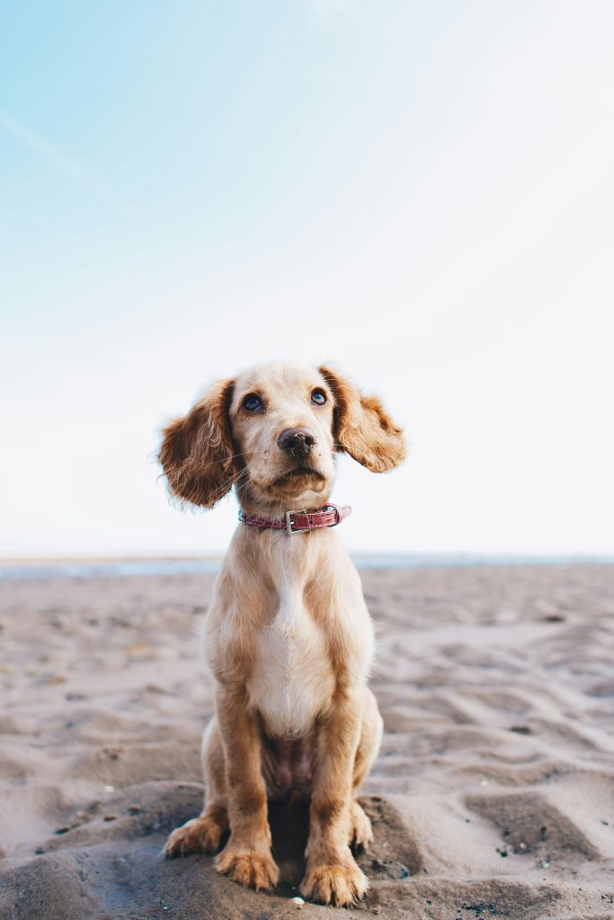 Wie Kann Ich Sicherstellen, Dass Das Hundespielzeug Für Meinen Hund Sowohl Herausfordernd Als Auch Sicher Ist?