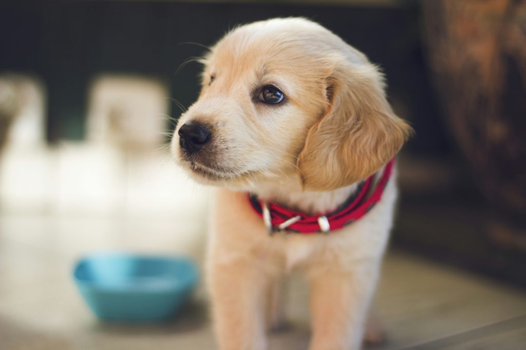 Wie Kann Ich Sicherstellen, Dass Das Hundespielzeug Für Meinen Hund Sowohl Herausfordernd Als Auch Sicher Ist?