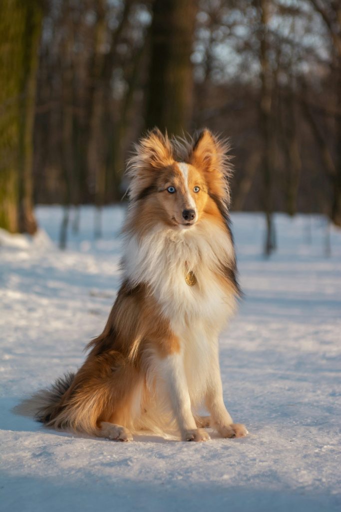 Behandlung von Gelenkproblemen beim Hund