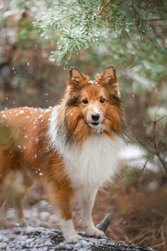 Warum Hunde ihre Pfoten lecken